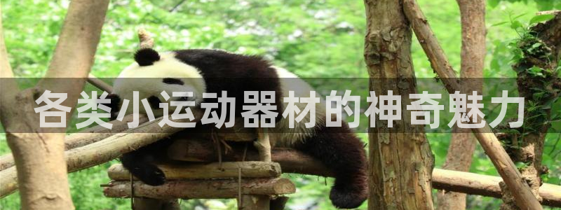 意昂4集团logo：各类小运动器材的神奇魅力